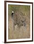 Leopard (Panthera Pardus) Walking Through Dry Grass-James Hager-Framed Photographic Print