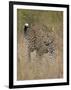 Leopard (Panthera Pardus) Walking Through Dry Grass-James Hager-Framed Photographic Print