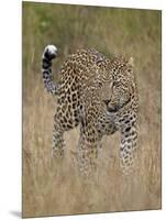 Leopard (Panthera Pardus) Walking Through Dry Grass-James Hager-Mounted Photographic Print