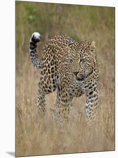 Leopard (Panthera Pardus) Walking Through Dry Grass-James Hager-Mounted Photographic Print