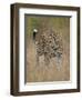 Leopard (Panthera Pardus) Walking Through Dry Grass-James Hager-Framed Photographic Print