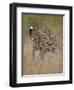 Leopard (Panthera Pardus) Walking Through Dry Grass-James Hager-Framed Photographic Print