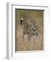 Leopard (Panthera Pardus) Walking Through Dry Grass-James Hager-Framed Photographic Print