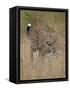 Leopard (Panthera Pardus) Walking Through Dry Grass-James Hager-Framed Stretched Canvas