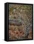 Leopard (Panthera pardus) with Cape porcupine quills stuck in it, Kruger National Park, South Afric-James Hager-Framed Stretched Canvas