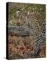 Leopard (Panthera pardus) with Cape porcupine quills stuck in it, Kruger National Park, South Afric-James Hager-Stretched Canvas