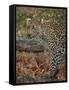 Leopard (Panthera pardus) with Cape porcupine quills stuck in it, Kruger National Park, South Afric-James Hager-Framed Stretched Canvas