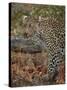 Leopard (Panthera pardus) with Cape porcupine quills stuck in it, Kruger National Park, South Afric-James Hager-Stretched Canvas