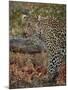 Leopard (Panthera pardus) with Cape porcupine quills stuck in it, Kruger National Park, South Afric-James Hager-Mounted Photographic Print