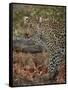 Leopard (Panthera pardus) with Cape porcupine quills stuck in it, Kruger National Park, South Afric-James Hager-Framed Stretched Canvas