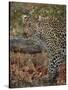 Leopard (Panthera pardus) with Cape porcupine quills stuck in it, Kruger National Park, South Afric-James Hager-Stretched Canvas