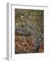 Leopard (Panthera pardus) with Cape porcupine quills stuck in it, Kruger National Park, South Afric-James Hager-Framed Photographic Print