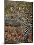 Leopard (Panthera pardus) with Cape porcupine quills stuck in it, Kruger National Park, South Afric-James Hager-Mounted Photographic Print