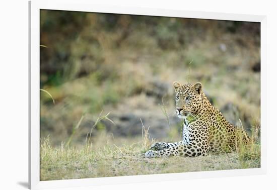 Leopard (Panthera Pardus), Zambia, Africa-Janette Hill-Framed Photographic Print