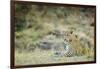 Leopard (Panthera Pardus), Zambia, Africa-Janette Hill-Framed Photographic Print