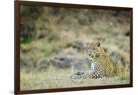 Leopard (Panthera Pardus), Zambia, Africa-Janette Hill-Framed Photographic Print