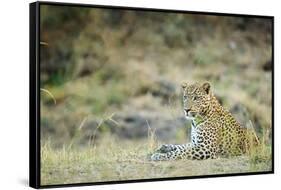 Leopard (Panthera Pardus), Zambia, Africa-Janette Hill-Framed Stretched Canvas