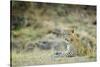 Leopard (Panthera Pardus), Zambia, Africa-Janette Hill-Stretched Canvas