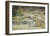 Leopard (Panthera Pardus), Zambia, Africa-Janette Hill-Framed Premium Photographic Print
