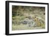 Leopard (Panthera Pardus), Zambia, Africa-Janette Hill-Framed Premium Photographic Print