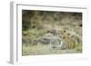 Leopard (Panthera Pardus), Zambia, Africa-Janette Hill-Framed Premium Photographic Print