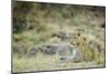 Leopard (Panthera Pardus), Zambia, Africa-Janette Hill-Mounted Premium Photographic Print