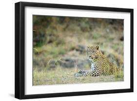 Leopard (Panthera Pardus), Zambia, Africa-Janette Hill-Framed Photographic Print