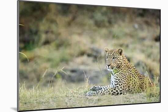 Leopard (Panthera Pardus), Zambia, Africa-Janette Hill-Mounted Photographic Print