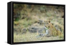 Leopard (Panthera Pardus), Zambia, Africa-Janette Hill-Framed Stretched Canvas