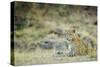 Leopard (Panthera Pardus), Zambia, Africa-Janette Hill-Stretched Canvas