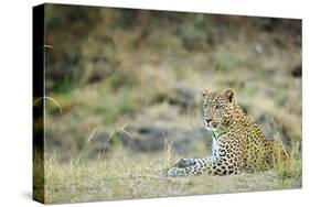 Leopard (Panthera Pardus), Zambia, Africa-Janette Hill-Stretched Canvas