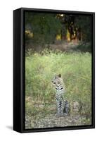 Leopard (Panthera Pardus), Zambia, Africa-Janette Hill-Framed Stretched Canvas