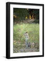 Leopard (Panthera Pardus), Zambia, Africa-Janette Hill-Framed Photographic Print