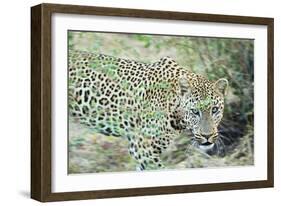 Leopard (Panthera Pardus), Zambia, Africa-Janette Hill-Framed Photographic Print