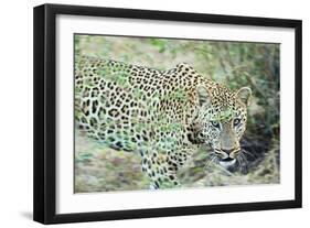 Leopard (Panthera Pardus), Zambia, Africa-Janette Hill-Framed Photographic Print