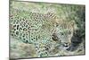 Leopard (Panthera Pardus), Zambia, Africa-Janette Hill-Mounted Photographic Print