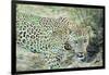 Leopard (Panthera Pardus), Zambia, Africa-Janette Hill-Framed Photographic Print