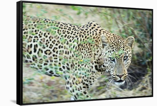 Leopard (Panthera Pardus), Zambia, Africa-Janette Hill-Framed Stretched Canvas