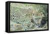 Leopard (Panthera Pardus), Zambia, Africa-Janette Hill-Framed Stretched Canvas