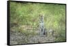 Leopard (Panthera Pardus), Zambia, Africa-Janette Hill-Framed Stretched Canvas