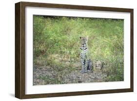 Leopard (Panthera Pardus), Zambia, Africa-Janette Hill-Framed Premium Photographic Print