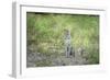 Leopard (Panthera Pardus), Zambia, Africa-Janette Hill-Framed Premium Photographic Print