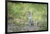 Leopard (Panthera Pardus), Zambia, Africa-Janette Hill-Framed Photographic Print