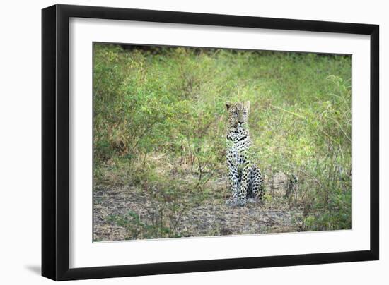 Leopard (Panthera Pardus), Zambia, Africa-Janette Hill-Framed Photographic Print