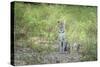 Leopard (Panthera Pardus), Zambia, Africa-Janette Hill-Stretched Canvas