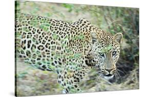 Leopard (Panthera Pardus), Zambia, Africa-Janette Hill-Stretched Canvas