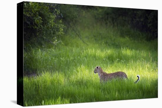 Leopard (Panthera), South Luangwa National Park, Zambia, Africa-Janette Hill-Stretched Canvas