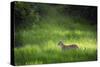 Leopard (Panthera), South Luangwa National Park, Zambia, Africa-Janette Hill-Stretched Canvas