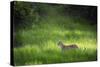 Leopard (Panthera), South Luangwa National Park, Zambia, Africa-Janette Hill-Stretched Canvas