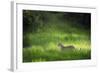 Leopard (Panthera), South Luangwa National Park, Zambia, Africa-Janette Hill-Framed Photographic Print